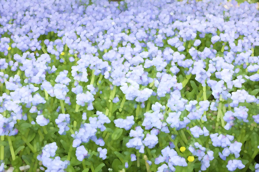 Wildflowers