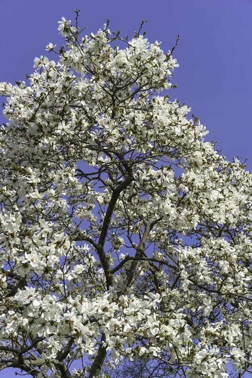 Magnolia tree