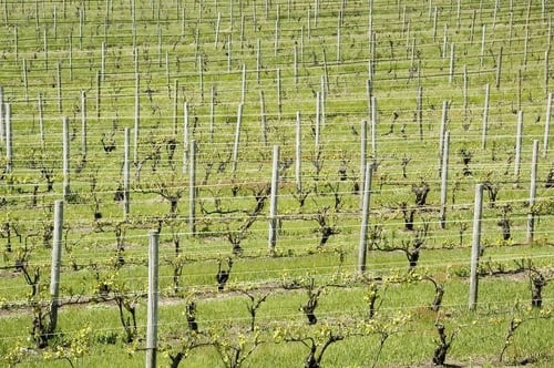 Vineyard on spring day