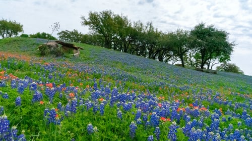 Image of Texas Bluebonnets