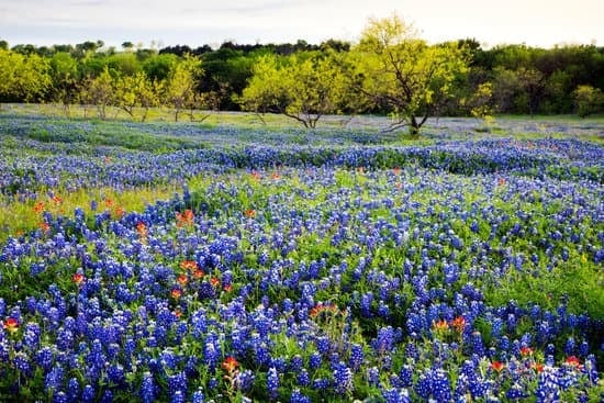 Bluebonnets