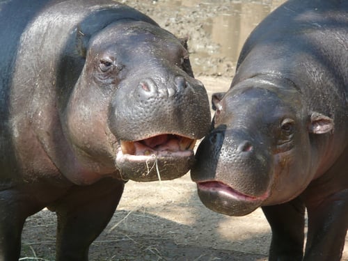 hippopotamus at the zoo