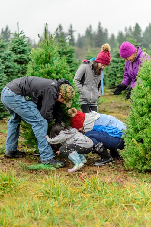 TMLIRP Build Lifelong Memories by Visiting These Texas Christmas Tree Farms Family Cutting Down Christmas Tree