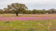 Live Oak trees during Spring in Texas