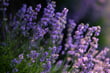 Lavender field at sunrise