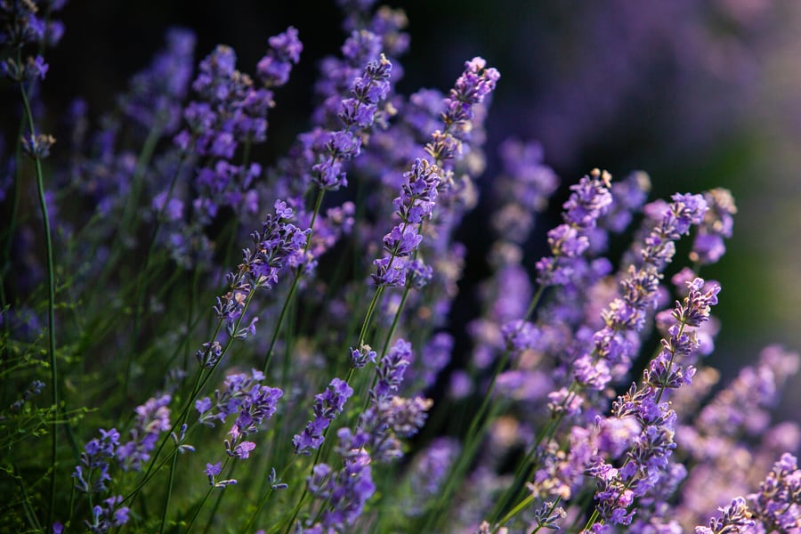 Lavender field at sunrise