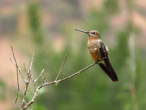 Hummingbird sitting on branch