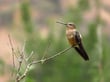 Hummingbird sitting on branch