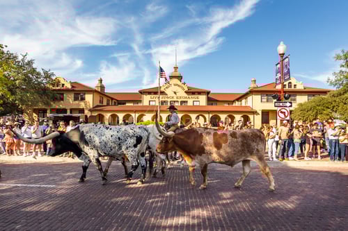Traditional longhorn herd walk along the Live Stock Exchange building in Fort Worth, TX