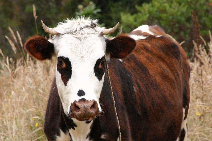 Hereford Cattle