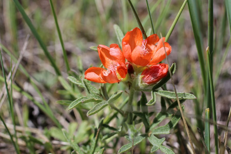 Orange Wildflower