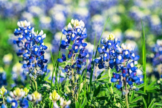 Texas Bluebonnets