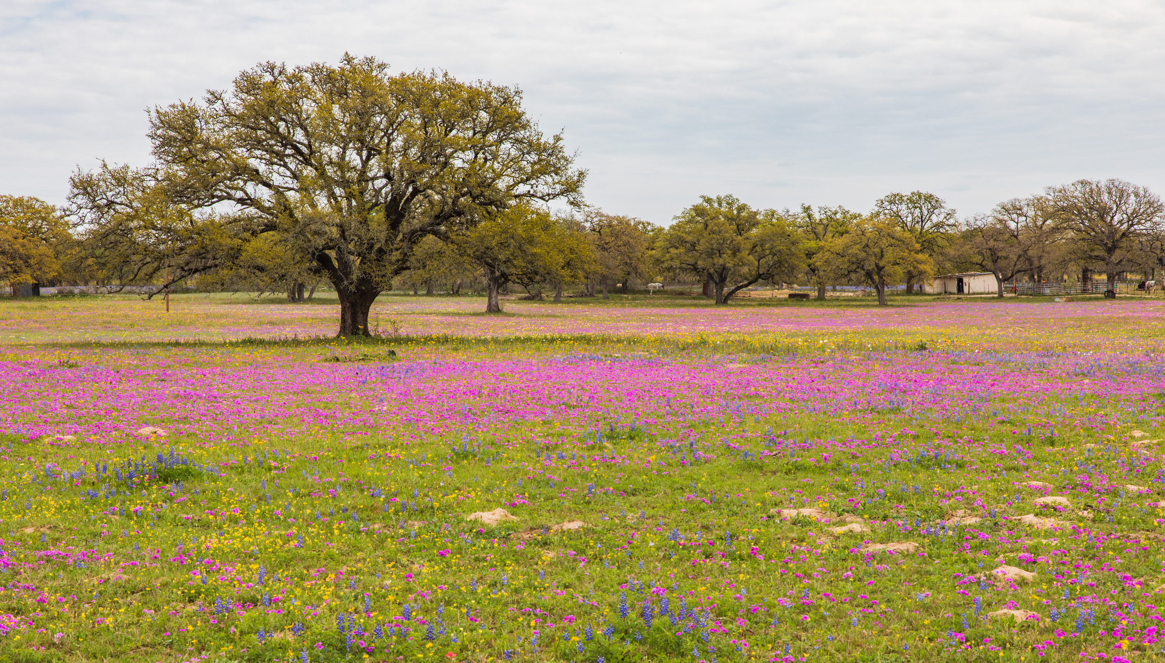 Live Oak trees during Spring in Texas