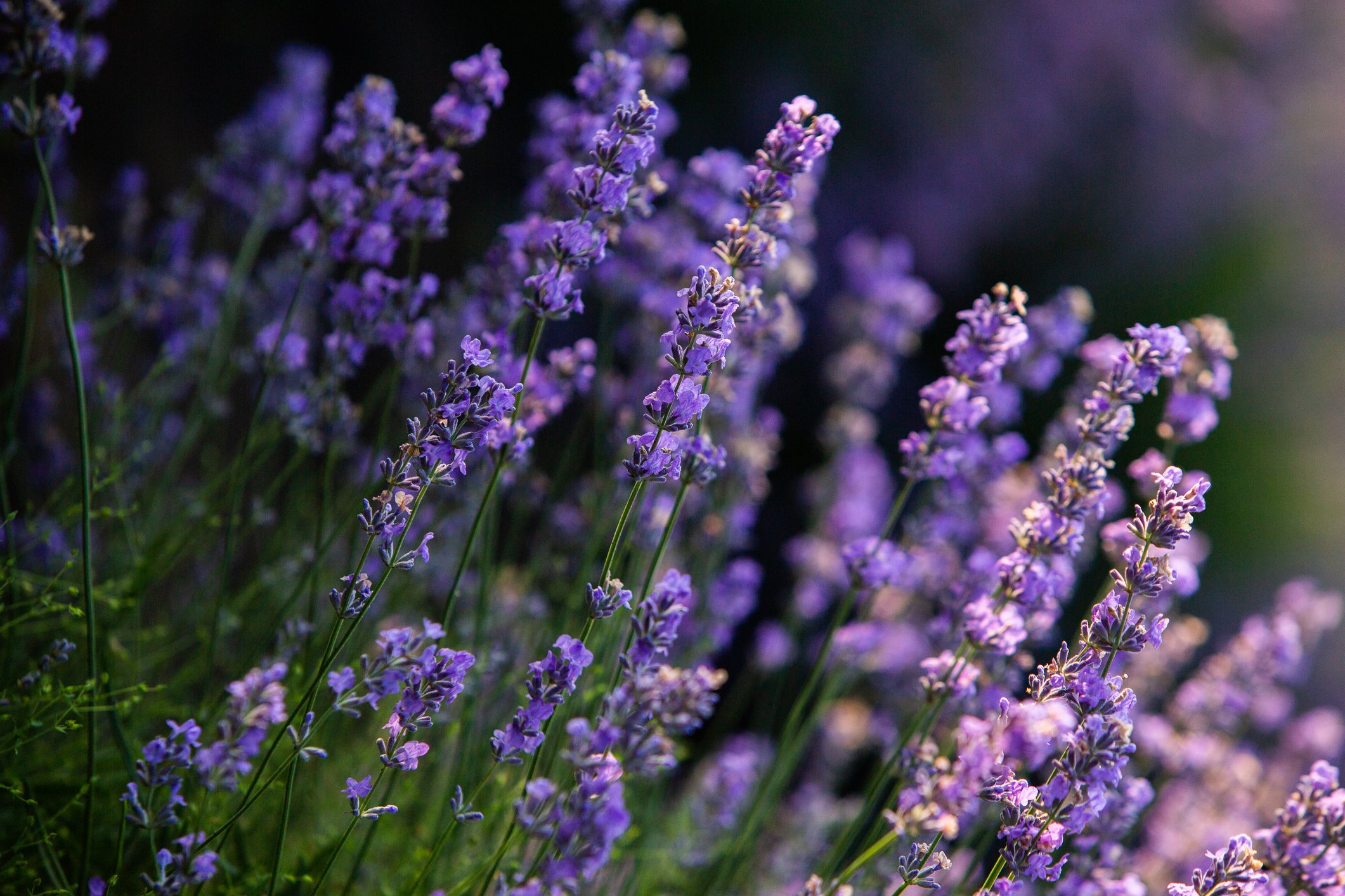 Lavender field at sunrise