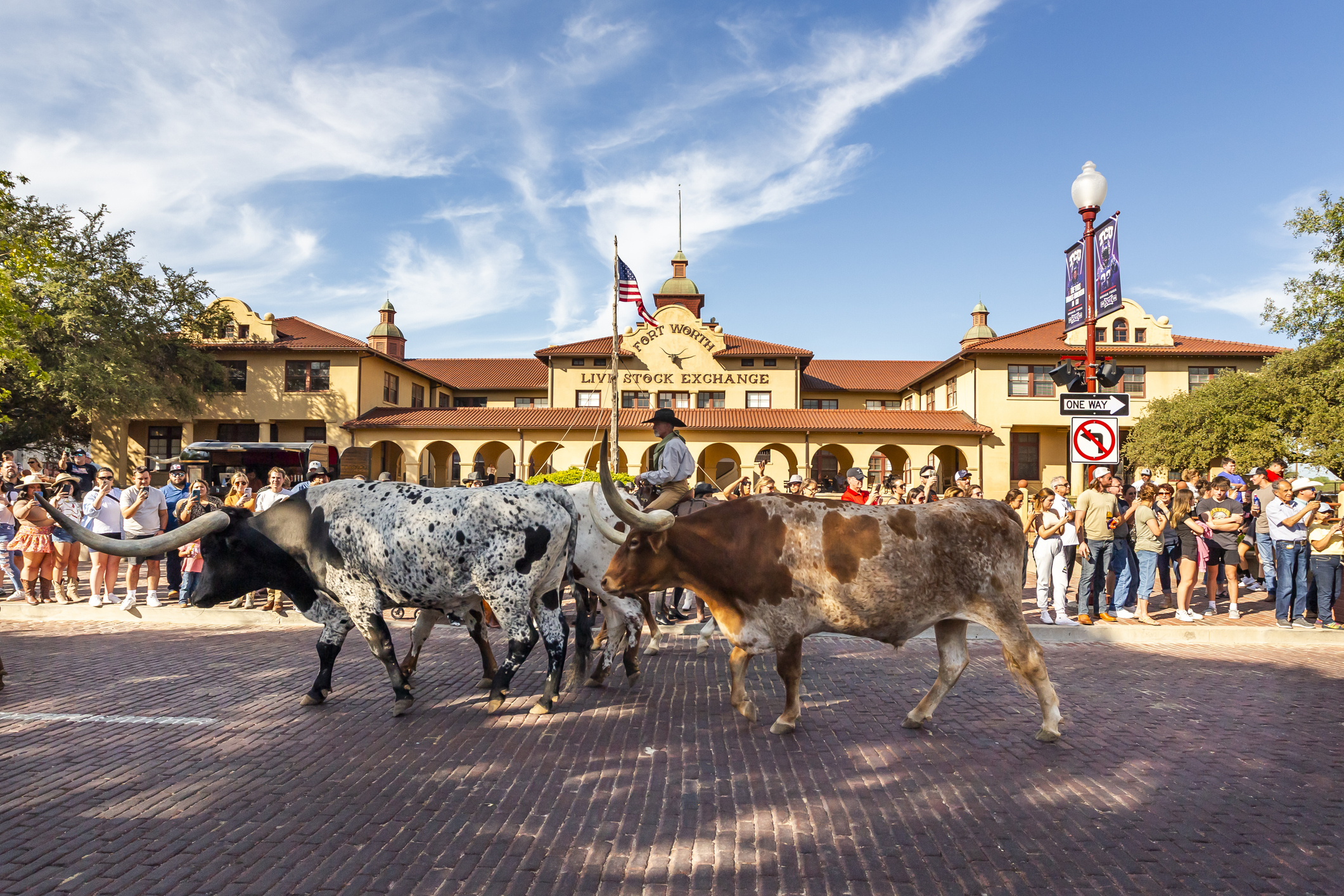 Traditional longhorn herd walk along the Live Stock Exchange building in Fort Worth, TX